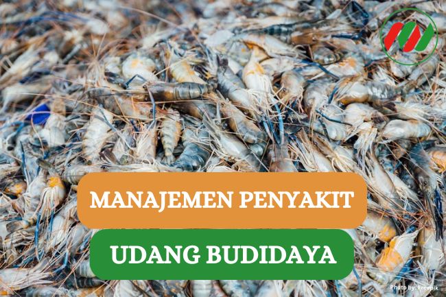 Begini Cara Mengatasi Penyakit Udang Budidaya